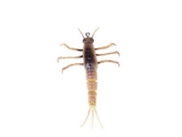 SG 3D TPE Mayfly Nymph 5cm 2.5g 1pcs 05-Yellow Belly