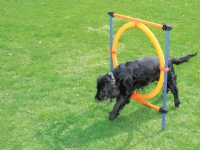 PAWISE Agility Ring
